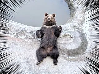 ロープウェイで行く！かわいすぎるヒグマた…