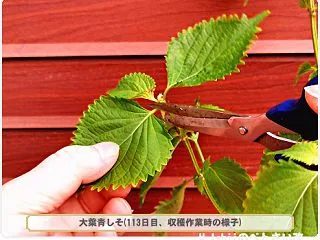 10/22 大葉シソ栽培(13)～収穫⑥…