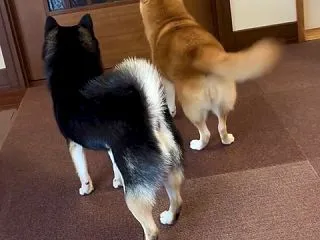【動画】ヘリコプター尻尾イーヌ、見つかる
