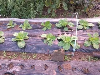 白菜など