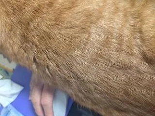 阻止するニャ！