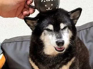 わんだらけで買った黒柴カップでコーヒーを…