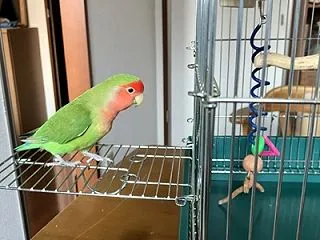 予行練習は楽しいね～