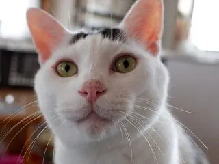 どれも捨てがたい