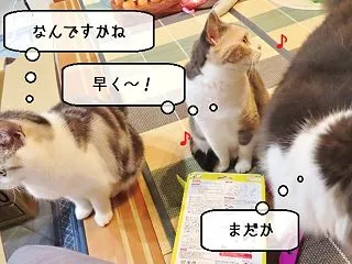 猫雑記 ～すずめ９歳のお誕生日（電動フラ…