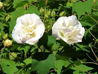 酔芙蓉今朝の白さを開きおり