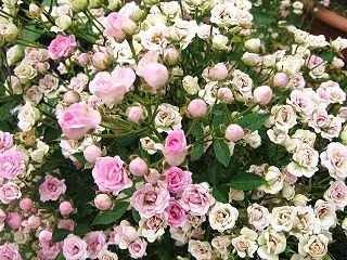 【誕生花】10月22日 ミニバラの花言葉