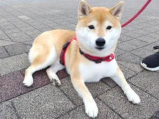 8時間 頑張ったうめ