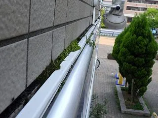 １階看板下の雨漏り現調。