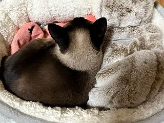 電気湯たんぽ愛用中