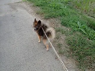夏と秋、せめぎ合い
