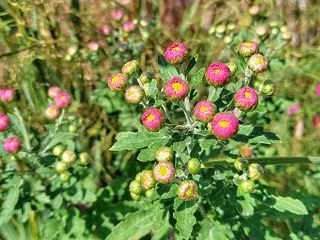 開花間近の菊がピカピカ
