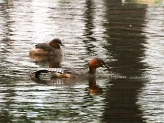 カイツブリ