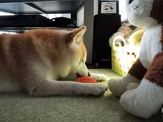 避難中の思ひででちゅ