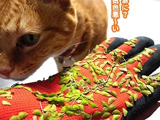 6873.ひっつき虫