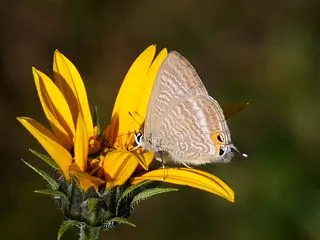 ウラナミシジミチョウ