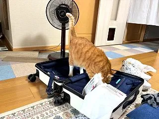 彼の身長は縮んで私の身長は伸びた／おから…