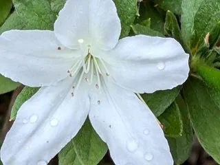 路傍の花－白いツツジ