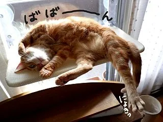ハンモックの、くるみ。