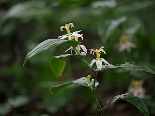 ヤマジノホトトギス