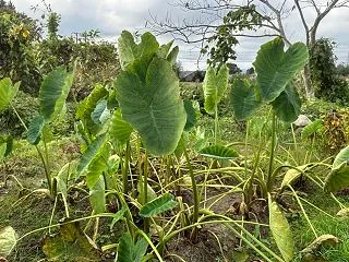 落武者農園の里芋を掘る！10月中旬の畑仕…