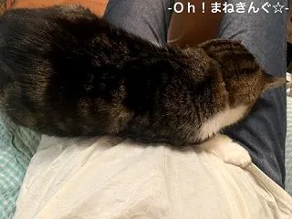 ごめん寝