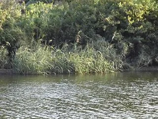 久々にコイの引きを楽しむ＿花見川