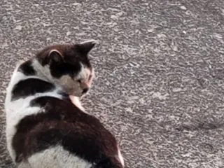 今日の猫