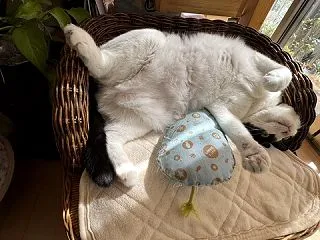 ☆「妄想ケンカ？」(;^ω^)