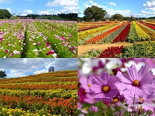 東京ドイツ村 秋のレインボー花畑とコスモ…