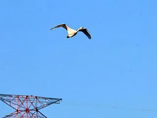 白鳥10/17その２