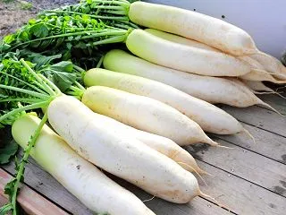 大根の栄養と効能は便秘にいい？腸内環境を…