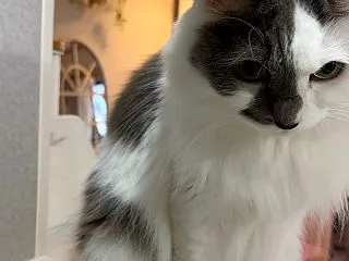やろうと決めたこと