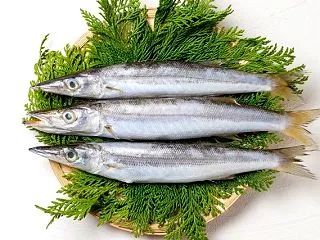 見たことのない魚「カマス」を釣りたい