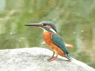 カワセミ❤️