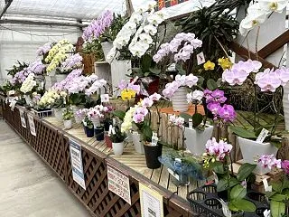 温室の中は色鮮やかなお花で満開です♪