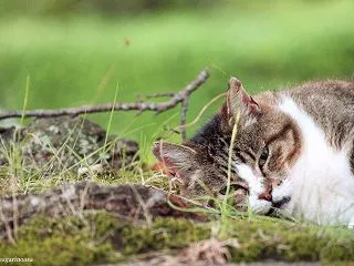 にゃんこ