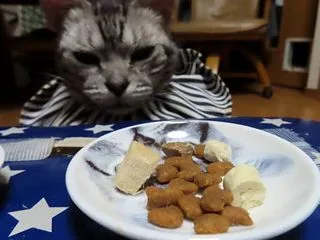 エリマキトカゲ