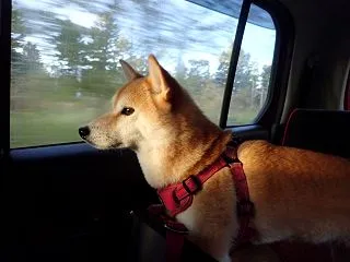 一緒にお散歩