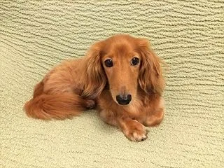 家族の旅立ち