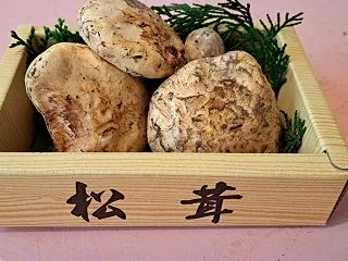 松茸 カナダ産だけどね。