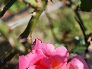 秋薔薇 終わり