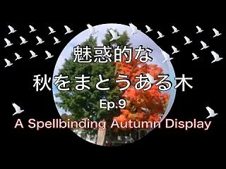 魅惑的な秋をまとうある木