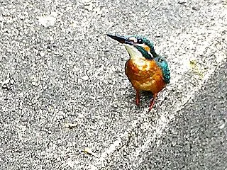 堀の若鳥２