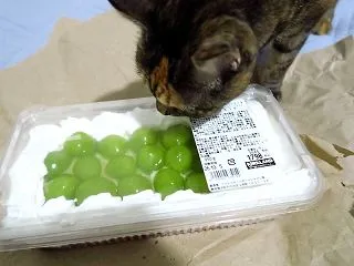デブのもと（´･∀･`）