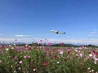 コスモスを見にさぬき空港公園へ＠高松