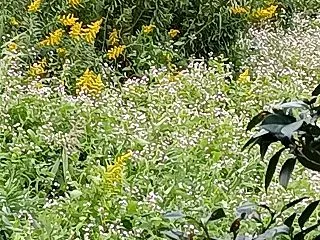 夏から虫が大発生