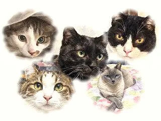 はてなブログ2,400記事達成！｜五猫と…