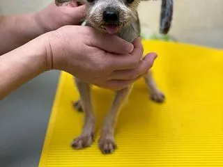 ヨークシャーテリア（♂）＠保護