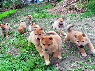 8匹が走る